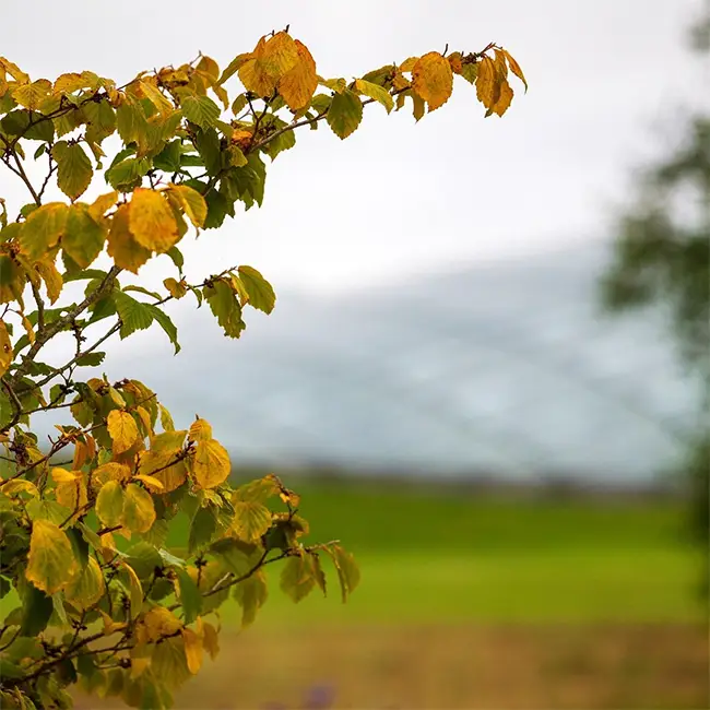 Top 10 things to do in Wales in October - Get in the garden