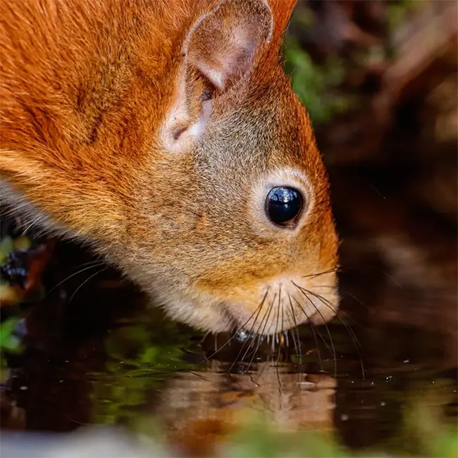 Top 10 things to do in Wales in October - Spot a squirrel
