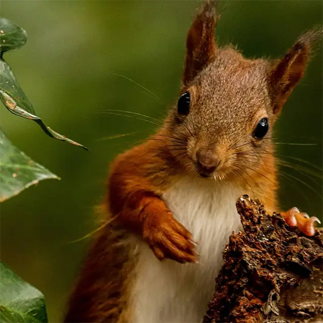Top 10 things to do in Wales in October - Spot a squirrel