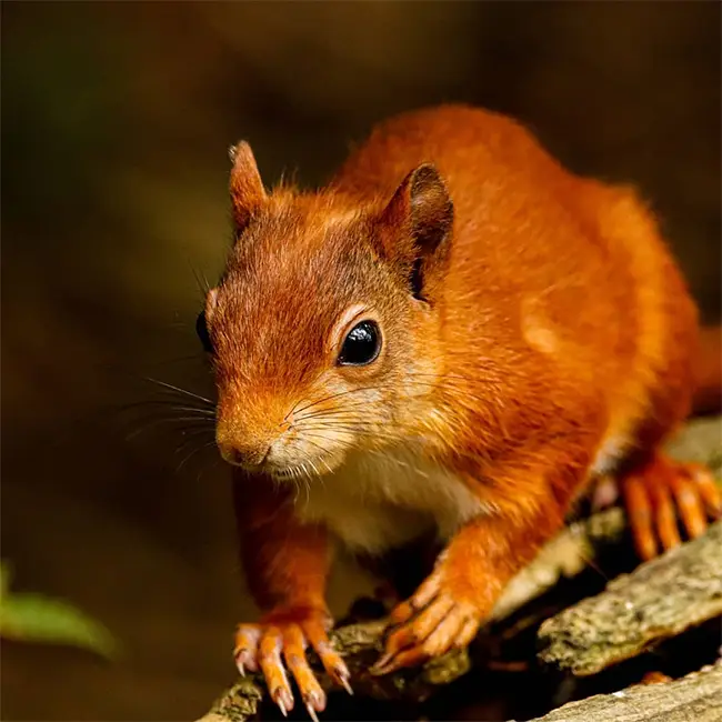 Top 10 things to do in Wales in October - Spot a squirrel
