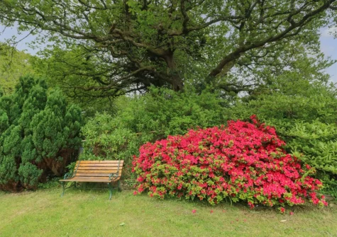 The garden at The Dingle, Stepaside is set within an acre of beautiful gardens