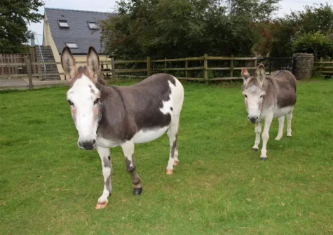 Meet the resident ponies when you stay at The Loft At Minnis, Cresselly