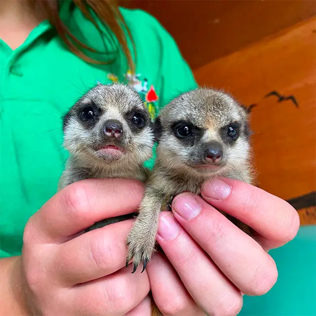 Top 10 things to do in Wales in April - Celebrate Easter