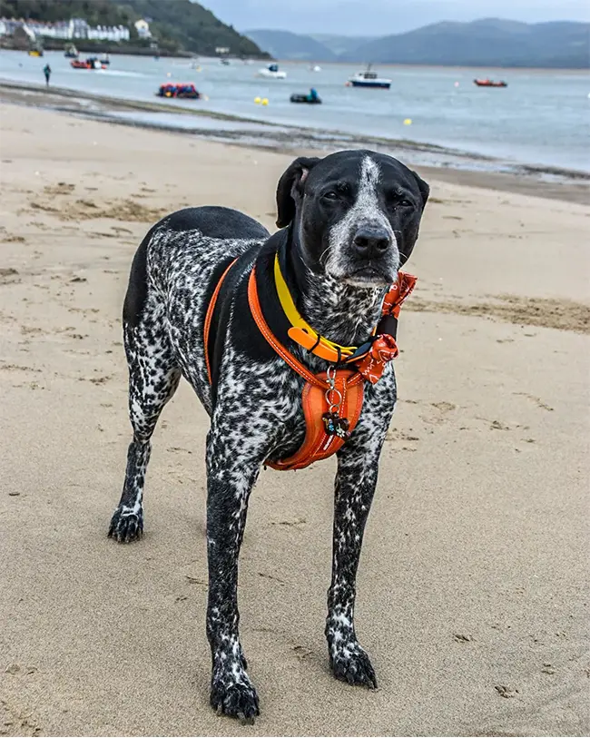 Top 10 things to do in Wales in April - It's a dog’s life