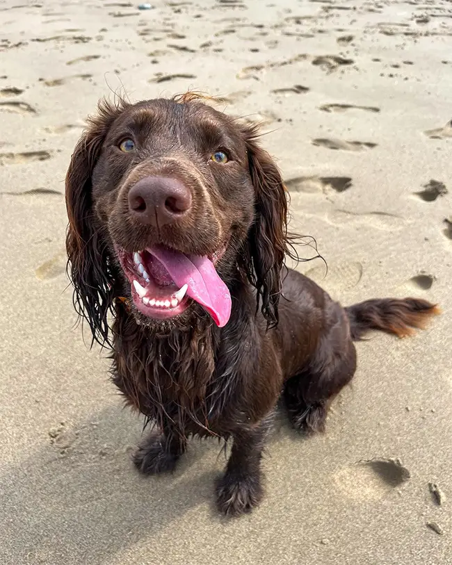 Top 10 things to do in Wales in April - It's a dog’s life