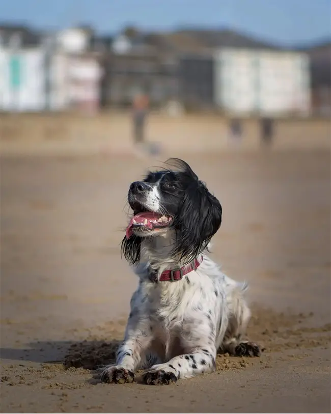 Top 10 things to do in Wales in April - It's a dog’s life