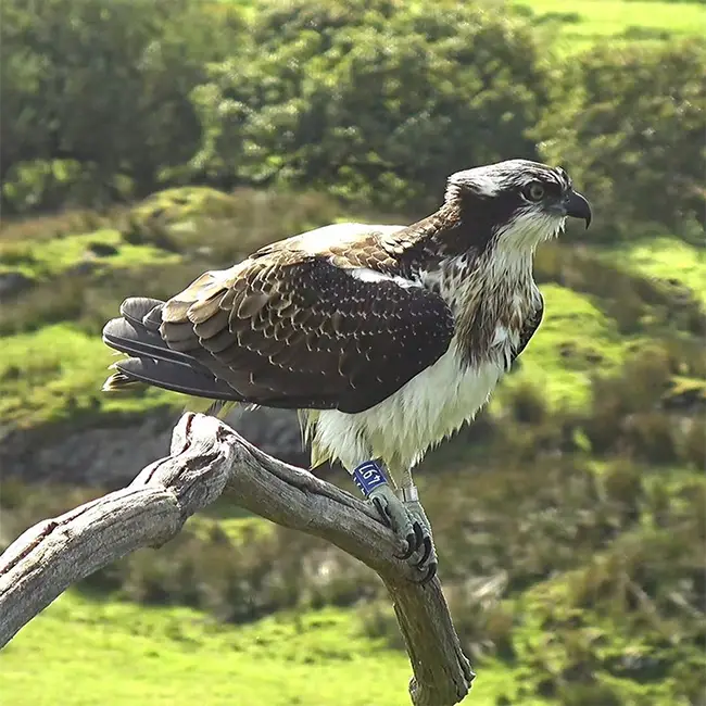 Welcome the Ospreys - Welcome the Ospreys