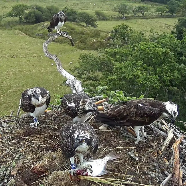 Welcome the Ospreys - Welcome the Ospreys