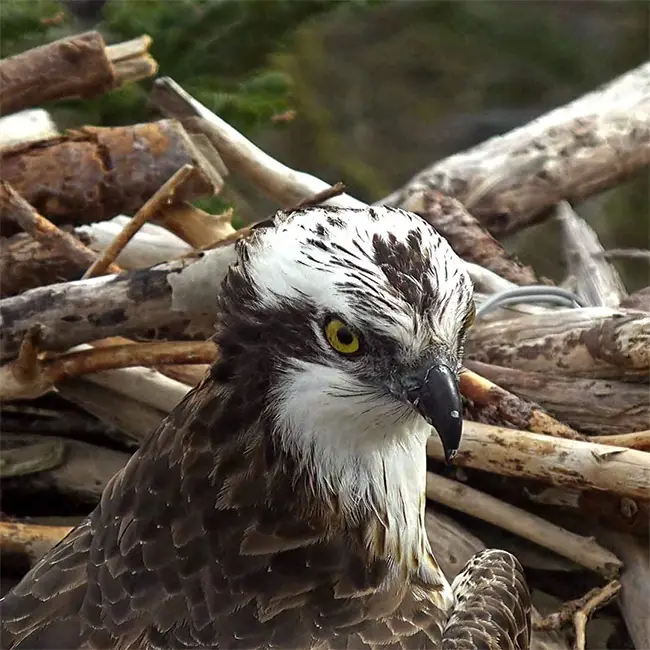 Welcome the Ospreys - Welcome the Ospreys