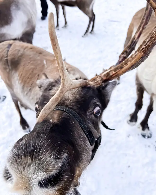 Top 10 things to do in Wales in December - Seek out Santa