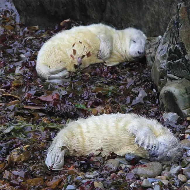 Top 10 things to do in Wales in December - They grow up so fast