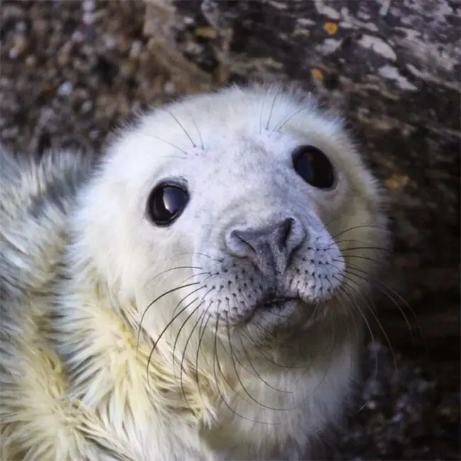 Top 10 things to do in Wales in December - They grow up so fast