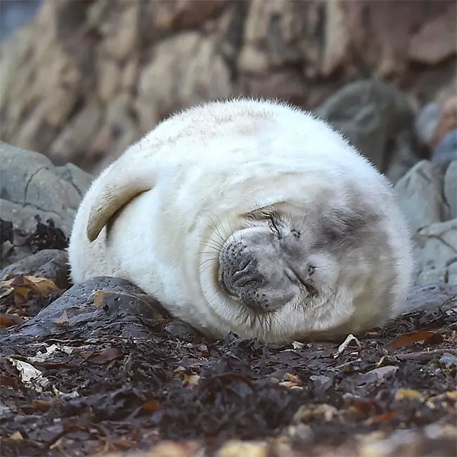 Top 10 things to do in Wales in December - They grow up so fast