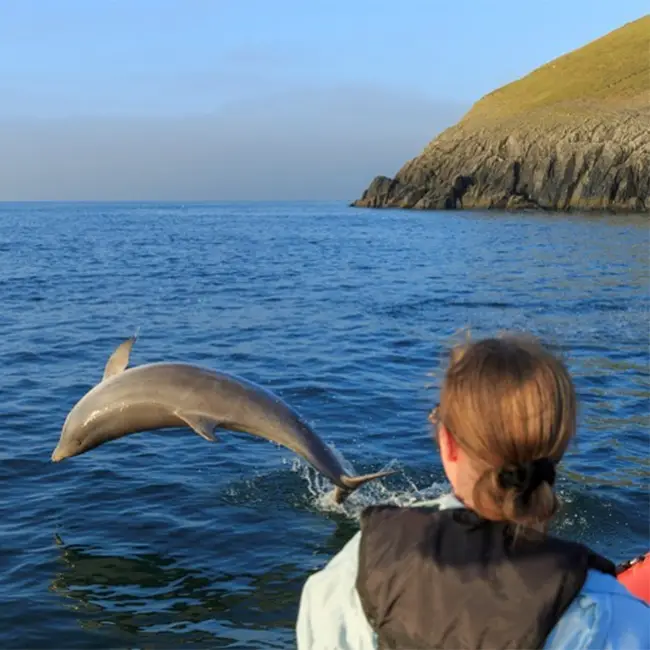 Top 10 things to do in Wales in July - Dolphin watching on the Mid Wales coast