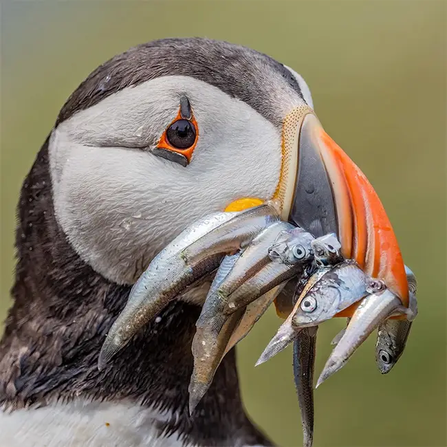 Top 10 things to do in Wales in June - Visit the Puffins on Skomer Island