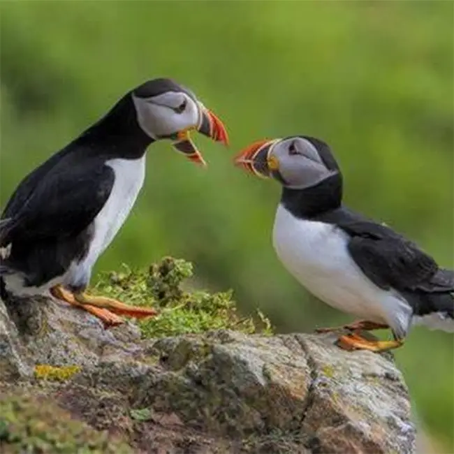 Top 10 things to do in Wales in June - Visit the Puffins on Skomer Island