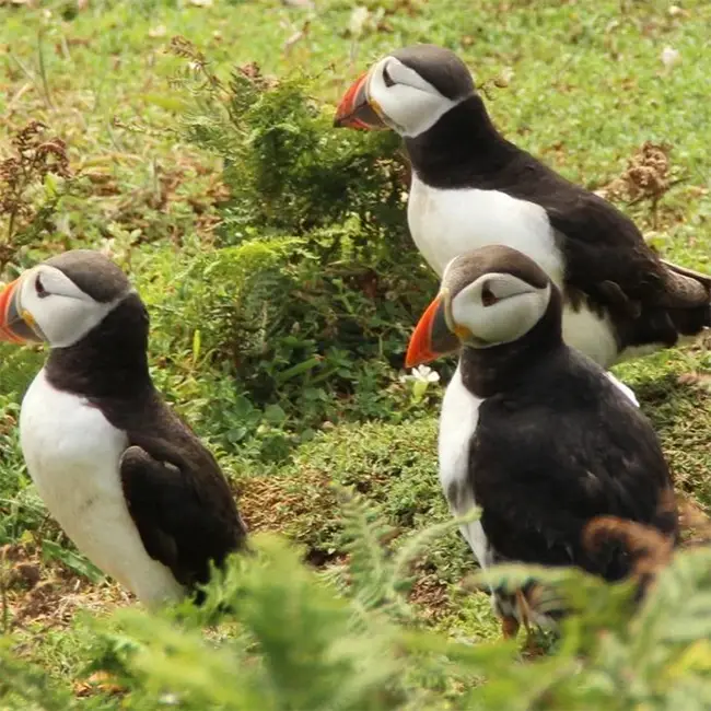Top 10 things to do in Wales in June - Visit the Puffins on Skomer Island