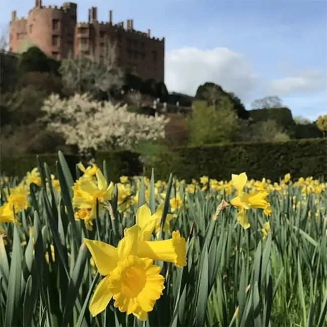 Top 10 things to do in Wales in March - Celebrate spring