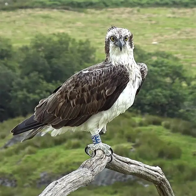 Top 10 things to do in Wales in May - Keep an eye on the sky