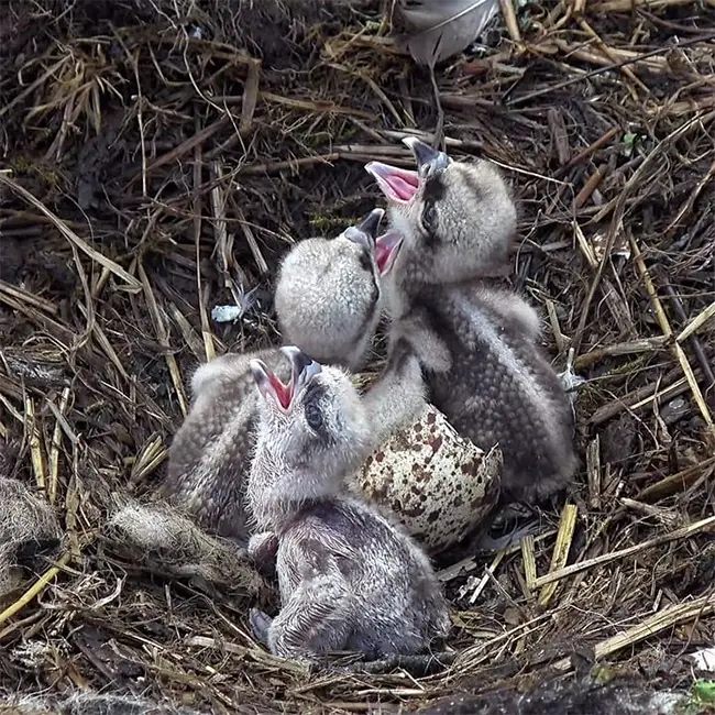 Top 10 things to do in Wales in May - Keep an eye on the sky