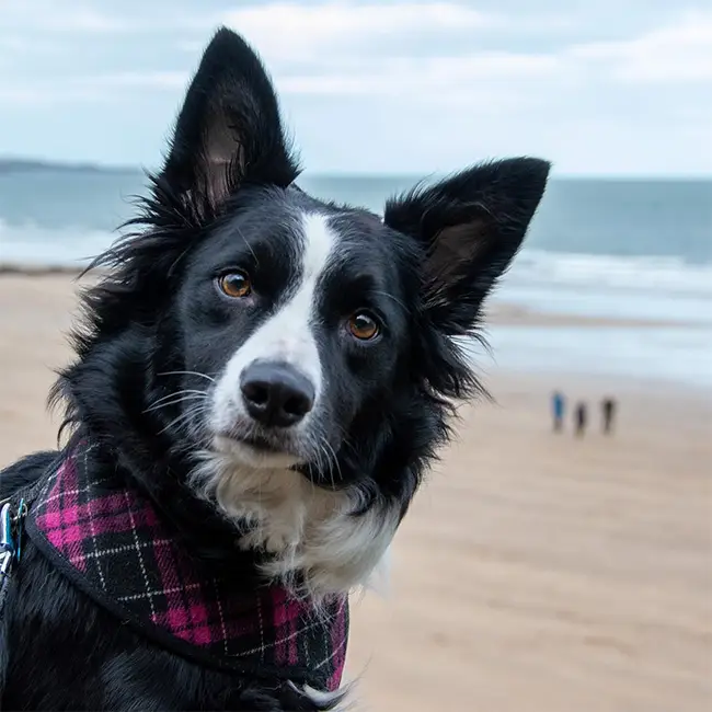 Top 10 things to do in Wales in November - It's a dogs life