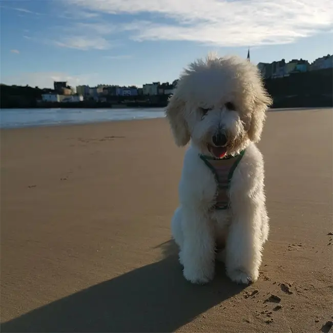 Top 10 things to do in Wales in November - It's a dogs life