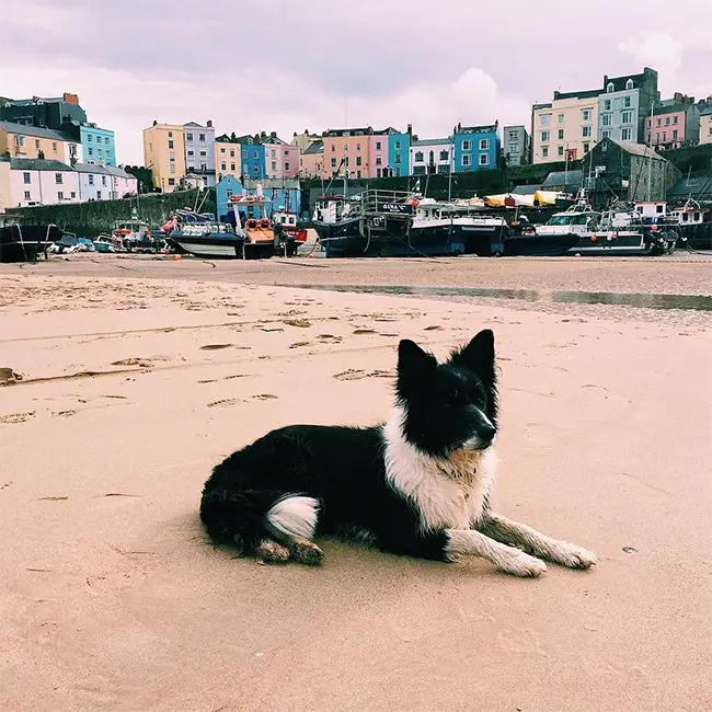 Top 10 things to do in Wales in November - It's a dogs life