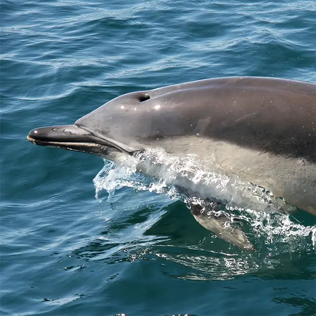 Top 10 things to do in Wales in November - Watery wildlife