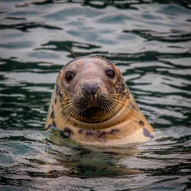 Top 10 things to do in Wales in November - Watery wildlife