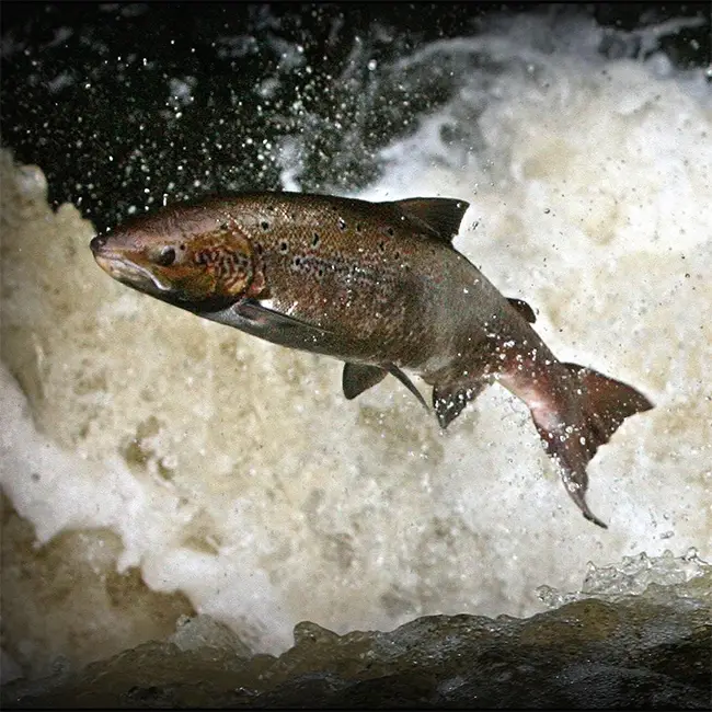 Top 10 things to do in Wales in November - Watery wildlife