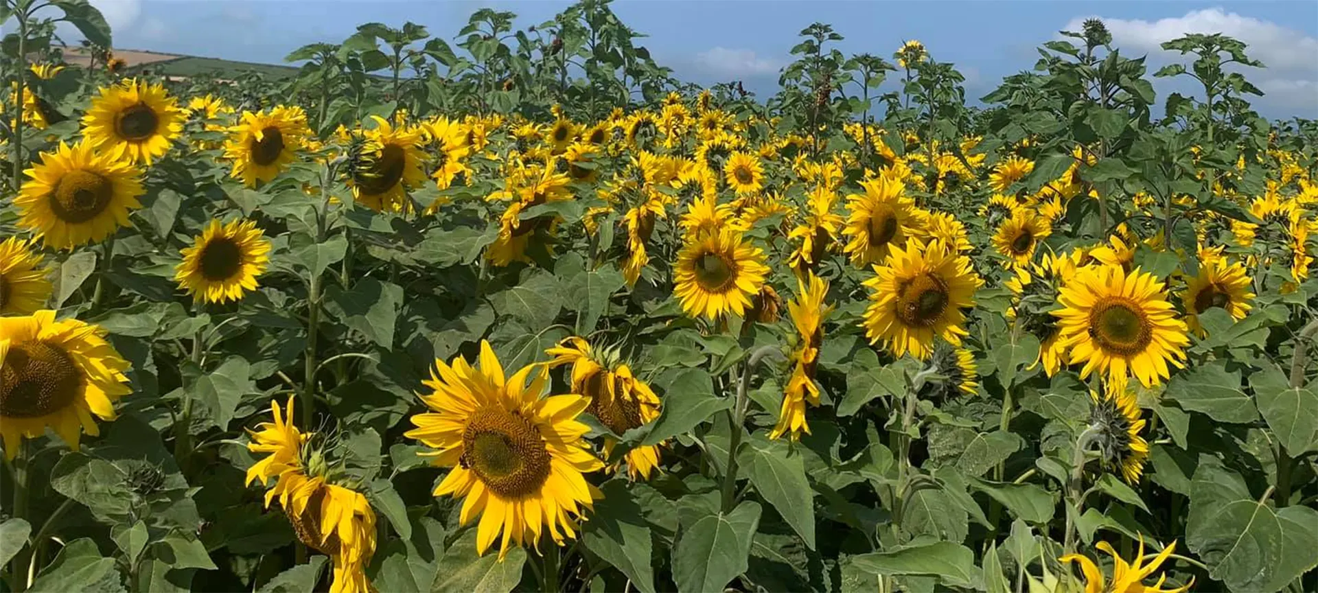 Born from a lockdown project of clearing some corners of their arable farm which were not suitable for conventional crops, the owners of Pembrokeshire Sunflowers planted about seven acres full with a mix of sunflower varieties including sunburst, ring of fire and sunspot. Now every summer families can visit and get closer to nature as they stroll through the sunflower field, take fabulous photos, create memories and pick some flowers to take home.