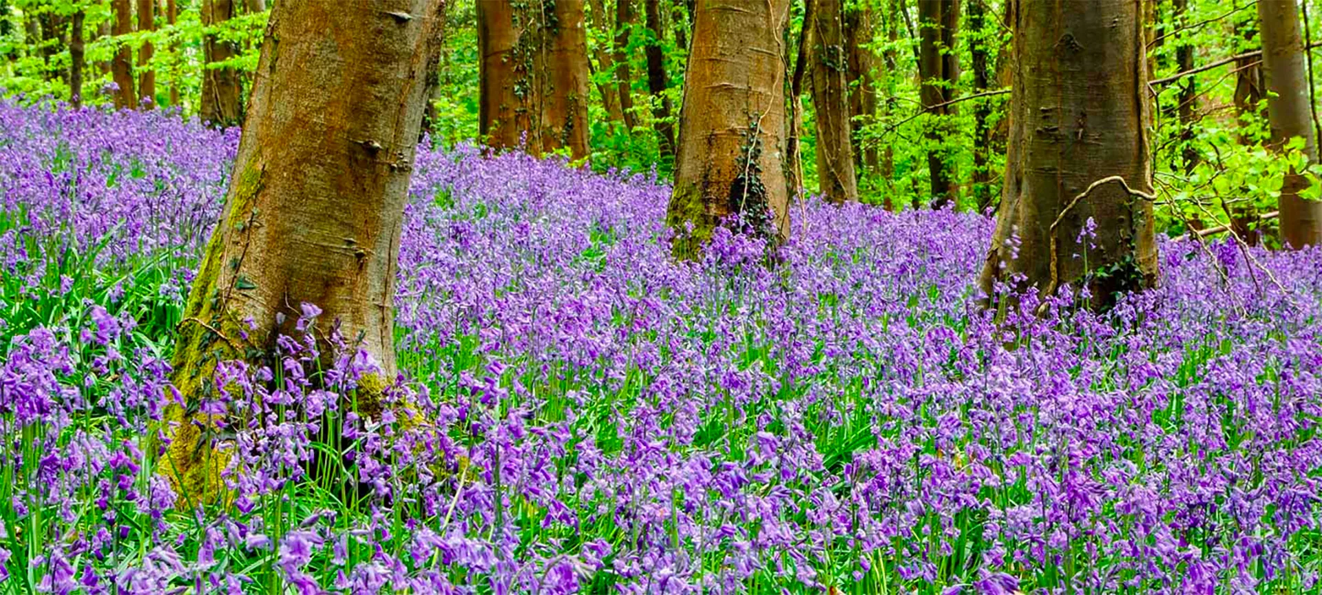 Lose yourself in a sea of colour this spring in one of Wales' most beautiful bluebell woods. Bluebell woods are breathtaking to visit, but bluebells are sensitive plants and trampling can really leave its mark. Areas of high footfall can even cause entire colonies to die out - you can help prevent this by by sticking to paths and avoid treading on or near bluebell plants.
