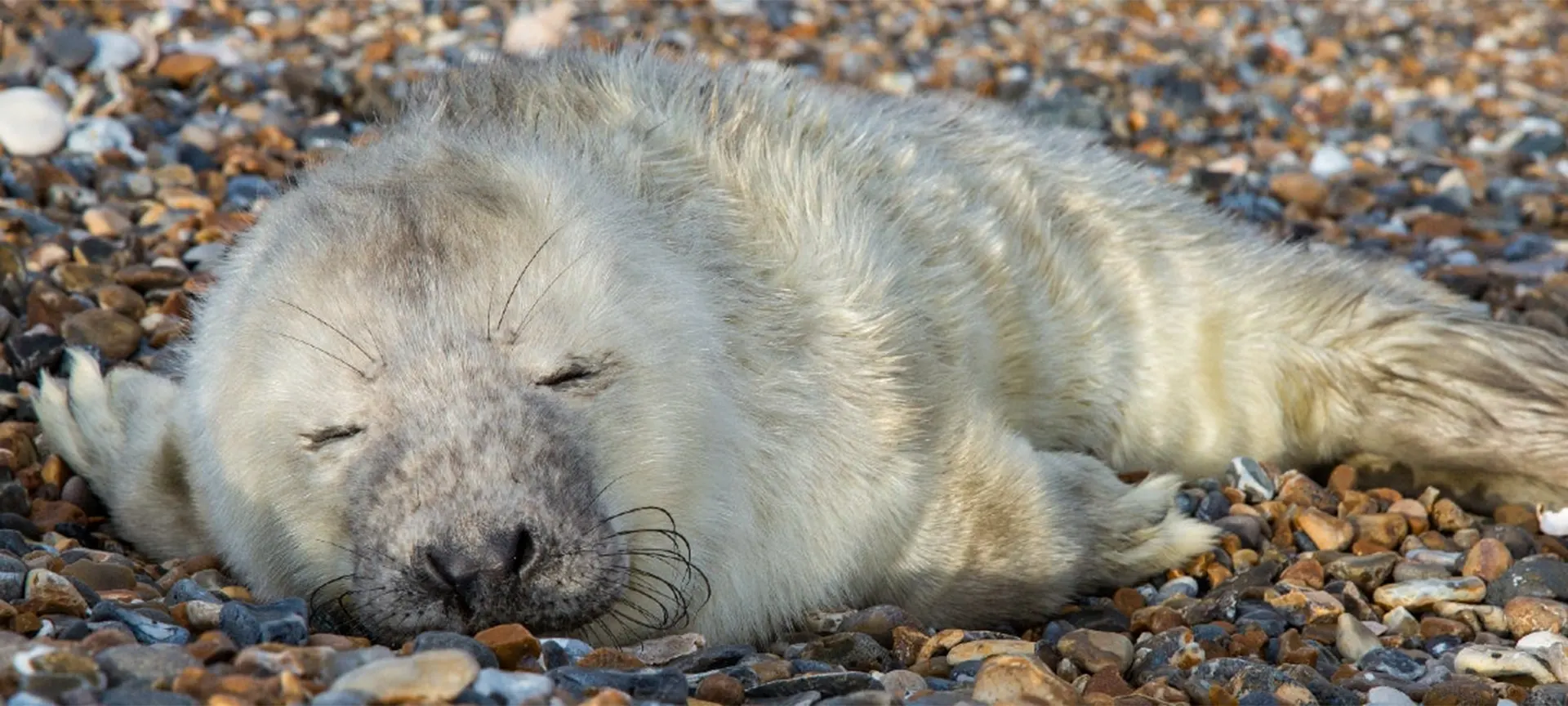 Autumn and winter is when most female grey seals haul themselves ashore to give birth. When pups are born the mothers spin round to sniff them and get to know their smell. The pups are covered in fluffy white fur, not good camouflage on sand or pebbles you might think, but that's because it's a relic from the ice age when they would have been born on snow!