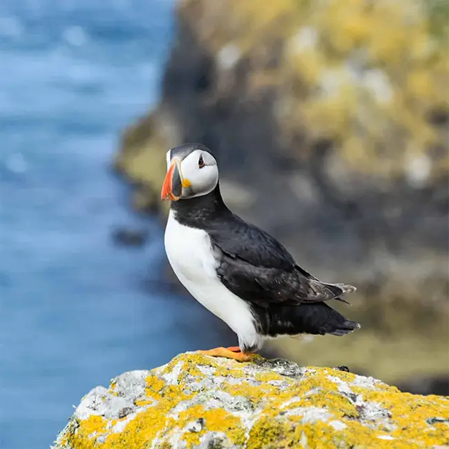 The wow of a holiday in Wales! - Discover puffins and more on Skomer Island