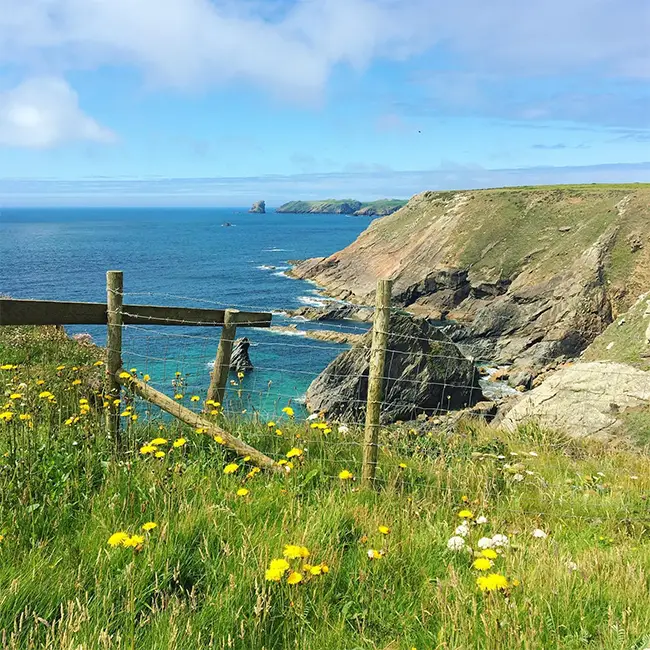 The wow of a holiday in Wales! - Discover puffins and more on Skomer Island
