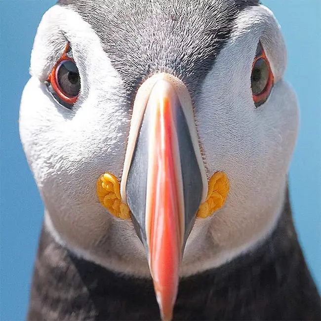 The wow of a holiday in Wales! - Discover puffins and more on Skomer Island